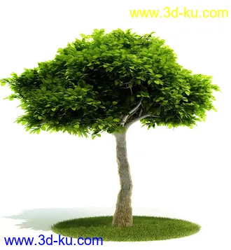 植物模型,园林模型,景观模型,树模型,灌木模型共60个的图片16