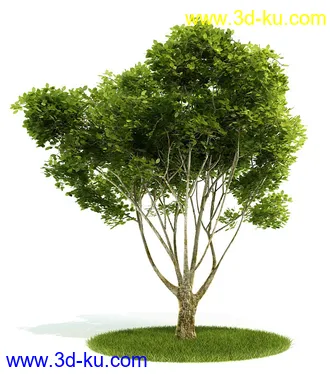 植物模型,园林模型,景观模型,树模型,灌木模型共60个的图片17