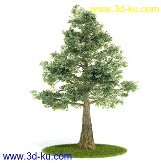 植物模型,园林模型,景观模型,树模型,灌木模型共60个的图片19