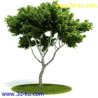 植物模型,园林模型,景观模型,树模型,灌木模型共60个的图片31