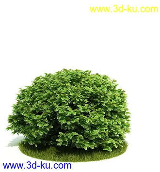 植物模型,园林模型,景观模型,树模型,灌木模型共60个的图片33