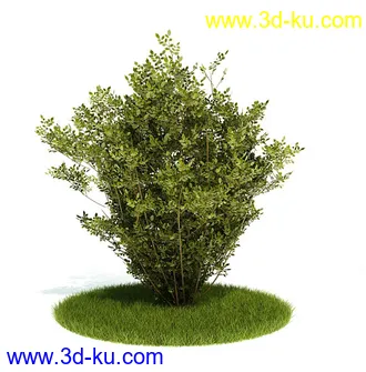 植物模型,园林模型,景观模型,树模型,灌木模型共60个的图片