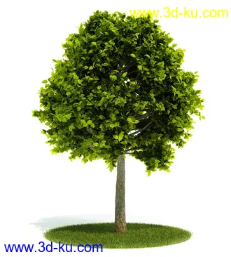 植物模型,园林模型,景观模型,树模型,灌木模型共60个的图片