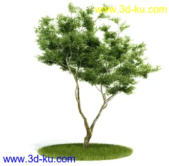 植物模型,园林模型,景观模型,树模型,灌木模型共60个的图片