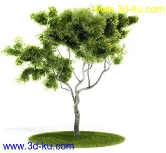 植物模型,园林模型,景观模型,树模型,灌木模型共60个的图片