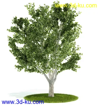 植物模型,园林模型,景观模型,树模型,灌木模型共60个的图片