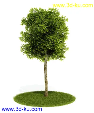 植物模型,园林模型,景观模型,树模型,灌木模型共60个的图片