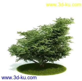 植物模型,园林模型,景观模型,树模型,灌木模型共60个的图片