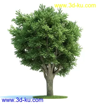 栎树,榆树,桦木,梣树,杨树,血皮槭,桤木树,夏栎,椴树,植物模型合集的图片