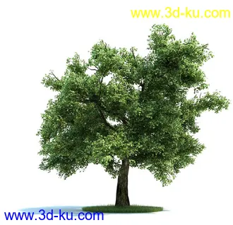 栎树,榆树,桦木,梣树,杨树,血皮槭,桤木树,夏栎,椴树,植物模型合集的图片