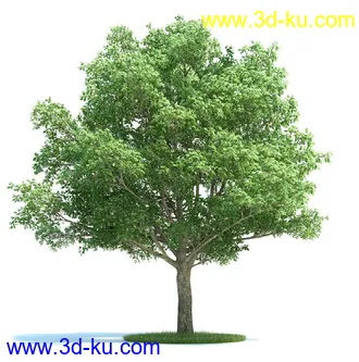 栎树,榆树,桦木,梣树,杨树,血皮槭,桤木树,夏栎,椴树,植物模型合集的图片