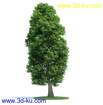 栎树,榆树,桦木,梣树,杨树,血皮槭,桤木树,夏栎,椴树,植物模型合集的图片