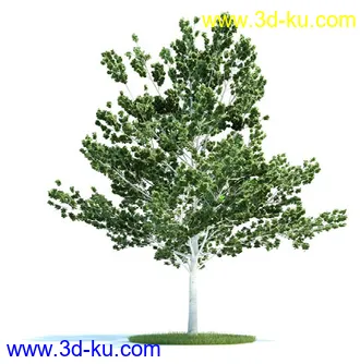 栎树,榆树,桦木,梣树,杨树,血皮槭,桤木树,夏栎,椴树,植物模型合集的图片