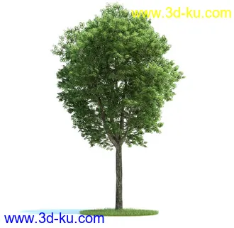 栎树,榆树,桦木,梣树,杨树,血皮槭,桤木树,夏栎,椴树,植物模型合集的图片