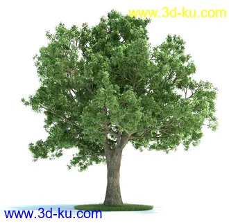 栎树,榆树,桦木,梣树,杨树,血皮槭,桤木树,夏栎,椴树,植物模型合集的图片