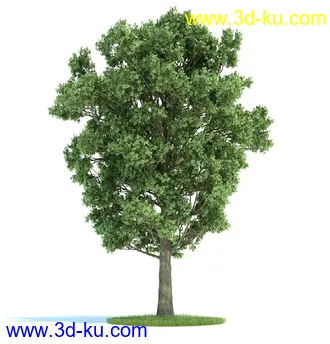 栎树,榆树,桦木,梣树,杨树,血皮槭,桤木树,夏栎,椴树,植物模型合集的图片