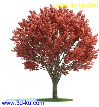 栎树,榆树,桦木,梣树,杨树,血皮槭,桤木树,夏栎,椴树,植物模型合集的图片