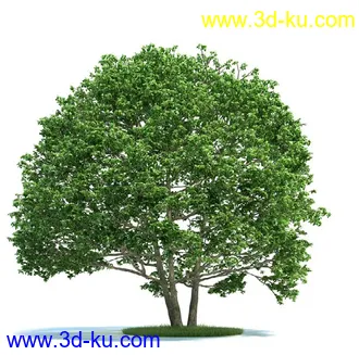 栎树,榆树,桦木,梣树,杨树,血皮槭,桤木树,夏栎,椴树,植物模型合集的图片