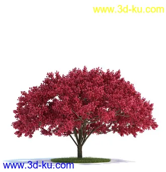 榆科树,樱桃树,柳树,栎树,槭树,七叶树,桦木树,松树,云杉,植物模型合集的图片