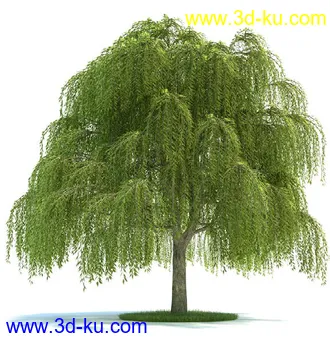 榆科树,樱桃树,柳树,栎树,槭树,七叶树,桦木树,松树,云杉,植物模型合集的图片