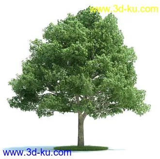 榆科树,樱桃树,柳树,栎树,槭树,七叶树,桦木树,松树,云杉,植物模型合集的图片