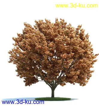 榆科树,樱桃树,柳树,栎树,槭树,七叶树,桦木树,松树,云杉,植物模型合集的图片