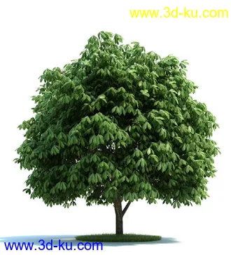 榆科树,樱桃树,柳树,栎树,槭树,七叶树,桦木树,松树,云杉,植物模型合集的图片