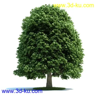 榆科树,樱桃树,柳树,栎树,槭树,七叶树,桦木树,松树,云杉,植物模型合集的图片
