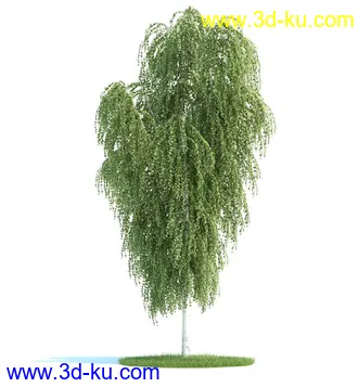 榆科树,樱桃树,柳树,栎树,槭树,七叶树,桦木树,松树,云杉,植物模型合集的图片