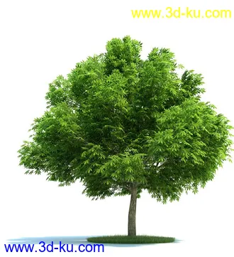 松树,美国扁柏,北美七叶树,浆果鹃树,无梗花栎,桉树,银杏树,植物模型合集的图片