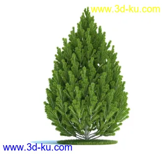 松树,美国扁柏,北美七叶树,浆果鹃树,无梗花栎,桉树,银杏树,植物模型合集的图片