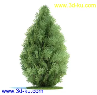 松树,美国扁柏,北美七叶树,浆果鹃树,无梗花栎,桉树,银杏树,植物模型合集的图片