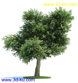 松树,美国扁柏,北美七叶树,浆果鹃树,无梗花栎,桉树,银杏树,植物模型合集的图片