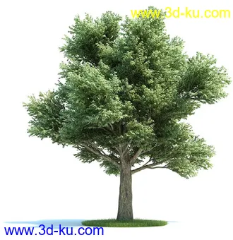 松树,美国扁柏,北美七叶树,浆果鹃树,无梗花栎,桉树,银杏树,植物模型合集的图片