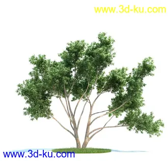 松树,美国扁柏,北美七叶树,浆果鹃树,无梗花栎,桉树,银杏树,植物模型合集的图片