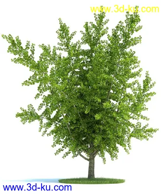 松树,美国扁柏,北美七叶树,浆果鹃树,无梗花栎,桉树,银杏树,植物模型合集的图片