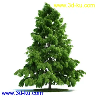 爆竹柳,梣树,糖枫,北美乔松,欧洲赤松,雪松,黎巴嫩雪松,植物模型合集的图片1