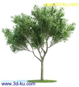 爆竹柳,梣树,糖枫,北美乔松,欧洲赤松,雪松,黎巴嫩雪松,植物模型合集的图片2