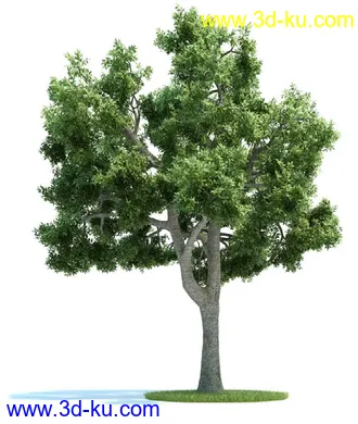 爆竹柳,梣树,糖枫,北美乔松,欧洲赤松,雪松,黎巴嫩雪松,植物模型合集的图片3