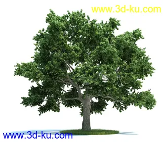 爆竹柳,梣树,糖枫,北美乔松,欧洲赤松,雪松,黎巴嫩雪松,植物模型合集的图片4