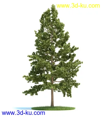 爆竹柳,梣树,糖枫,北美乔松,欧洲赤松,雪松,黎巴嫩雪松,植物模型合集的图片