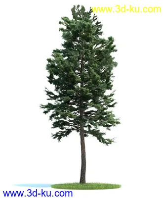 爆竹柳,梣树,糖枫,北美乔松,欧洲赤松,雪松,黎巴嫩雪松,植物模型合集的图片