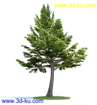 爆竹柳,梣树,糖枫,北美乔松,欧洲赤松,雪松,黎巴嫩雪松,植物模型合集的图片