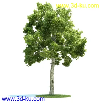 槭树,挪威槭黄金枫,梣树,杨树,桦木树,椴树,榆树,植物模型合集的图片