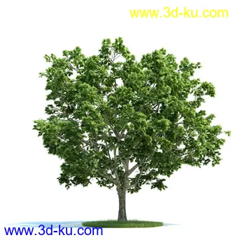 槭树,挪威槭黄金枫,梣树,杨树,桦木树,椴树,榆树,植物模型合集的图片