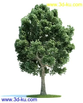 槭树,挪威槭黄金枫,梣树,杨树,桦木树,椴树,榆树,植物模型合集的图片