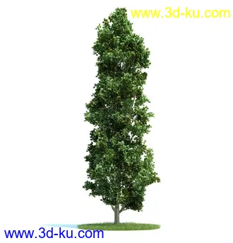 槭树,挪威槭黄金枫,梣树,杨树,桦木树,椴树,榆树,植物模型合集的图片