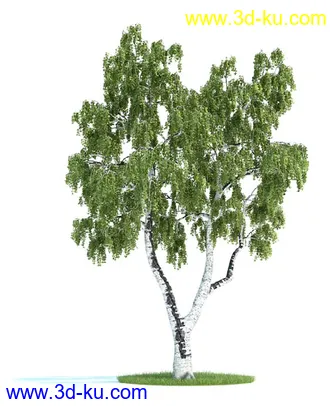 槭树,挪威槭黄金枫,梣树,杨树,桦木树,椴树,榆树,植物模型合集的图片