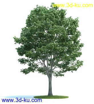 槭树,挪威槭黄金枫,梣树,杨树,桦木树,椴树,榆树,植物模型合集的图片