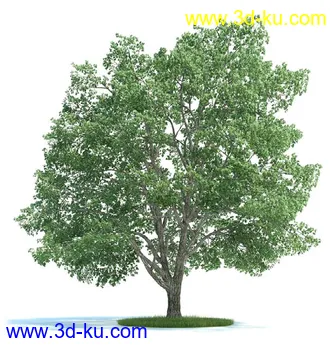 油橄榄,木犀榄,椴树,梨树,柳树,鹅耳枥树,爆竹柳树,植物模型合集的图片